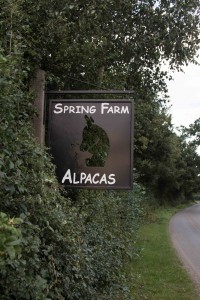 Spring Farm Alpacas road sign