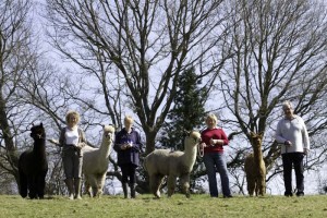 Alpaca walks in Sussex