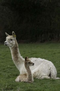 Suri alpaca and cria