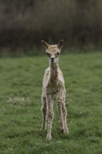 Baby alpaca walking