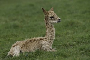 Suri alpaca cria