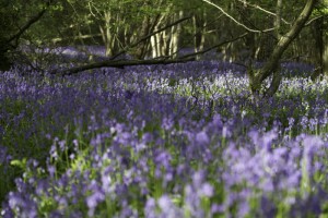 Walking alpacas in bluebell wood