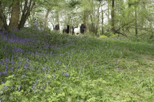 Walking alpacas in ancient woodland