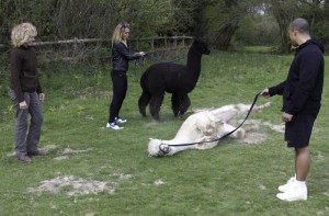 Alpaca walking through our fields