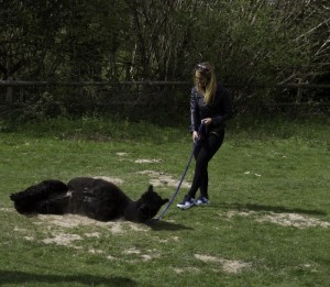 Walking black alpacas