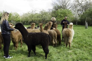 alpaca crias on our walk