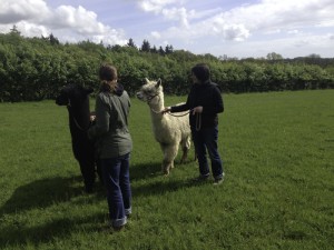 Walk with alpacas in Sussex