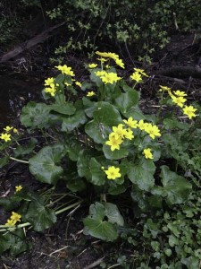 Marsh marigold 