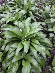 Wild garlic seen on alpaca walks