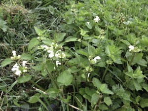 White dead nettle seen on an alpaca walk