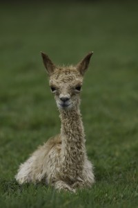 Baby alpaca