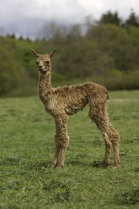 Female alpaca baby