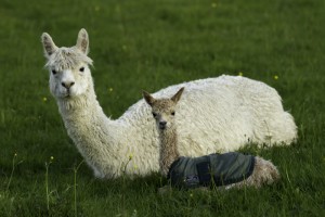 Baby alpaca to see whilst alpaca walking