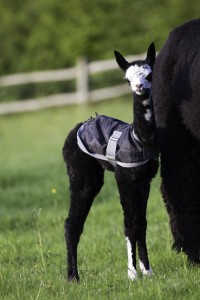 Male alpaca cria