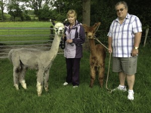 come and walk spring farm alpacas