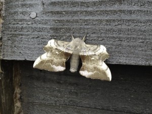 Moth seen at Spring Farm Alpacas