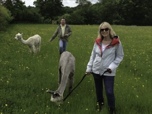 walk with friendly alpacas