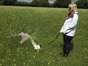 come and walk our alpacas in sussex