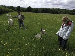 alpaca walking in AONB