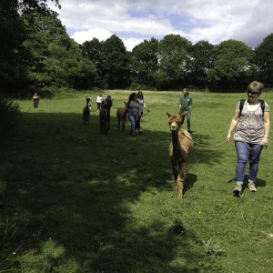 Alpaca walking as a birthday present