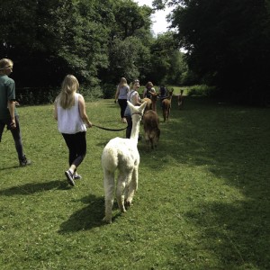 Alpaca fibre viewing and knitting machine products