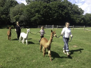 Walk alpacas in sussex