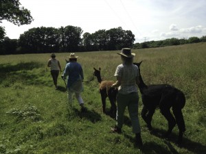 Walking alpacas in sussex