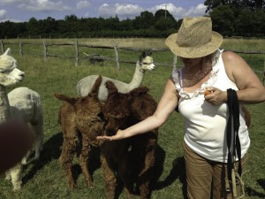 Feeding alpacas after a walk