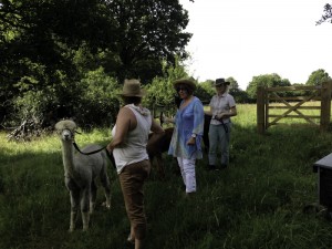 walking alpacas in the UK