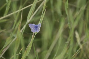 Common Blue