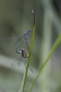 Damsel flies seen on alpaca walk in Sussex