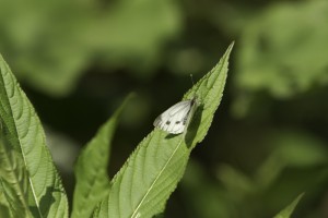 Green veined white