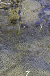 Frog spawn in pond