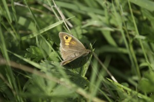 Meadow Brown