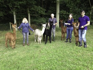 Our alpaca walking team