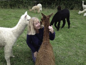 Baby alpaca 