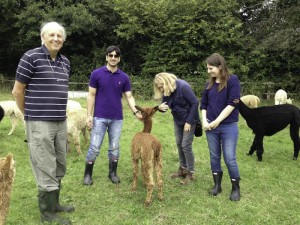 female alpacas and baby alpacas