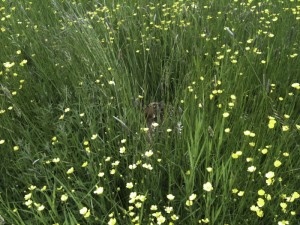 Baby deer seen whilst walking alpacas at Spring Farm