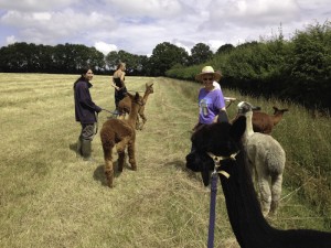Walking alpacas with Lucy and Deborah