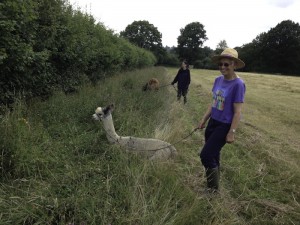 Walk with your own alpaca in Sussex