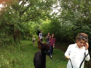 Alpaca walking through our sunken lane