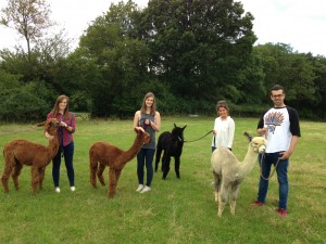 Walk alpacas in Sussex close to Brighton