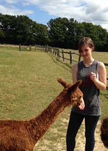 Feeding carrots to alpacas after a walk