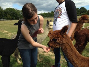 Feed our alpacas after a walk