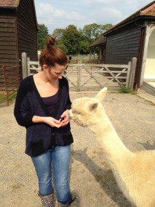 Friendly alpacas after a walk