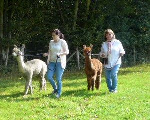 You can walk alpacas here at Spring Farm