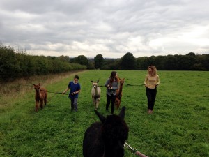 Walk alpacas in east sussex