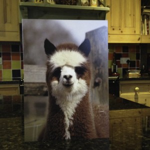 Gordon - the panda faced alpaca