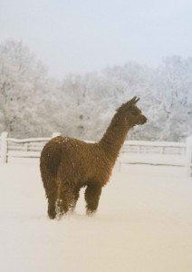 Jodie in the snow