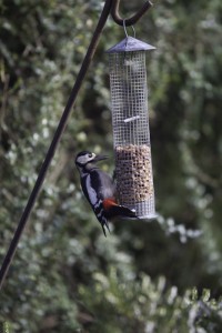 male woodpecker in sussex